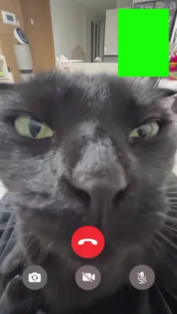Facetime with cat