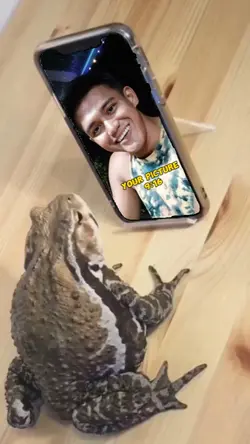 frog MEMES 