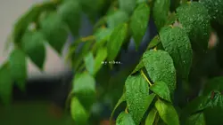 rainy day vibes