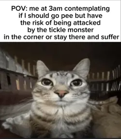 Cat memes