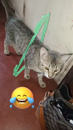 funny Cat videos