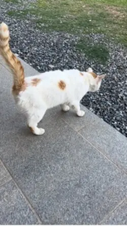고양이 영상나누미