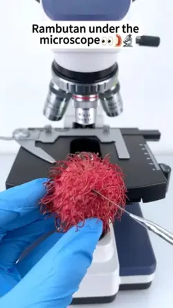 microscope 
