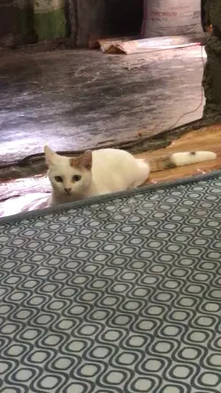 Cat loud