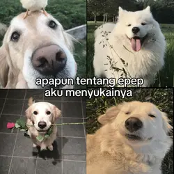 Funny a dogs 