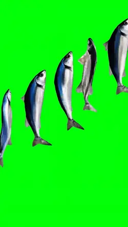 SPINNING FISH