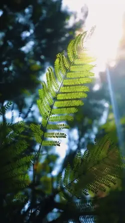 nature vibes