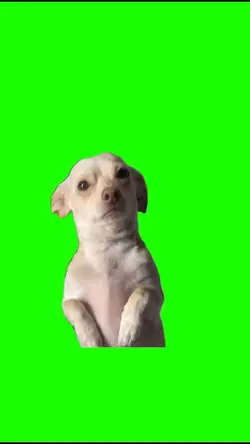Sad dog 