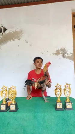 Ayam jago