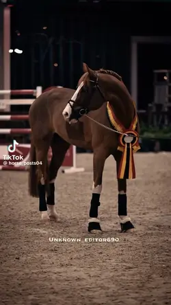 Stallions>>