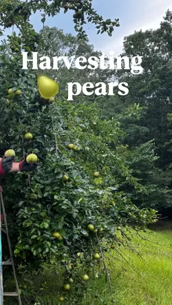 Countryside Harvest