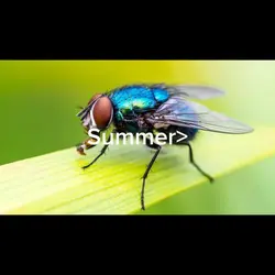 Summer vs winter