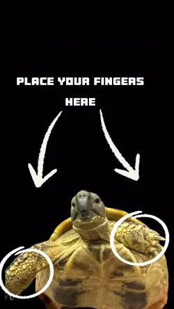 Funny turtles meme