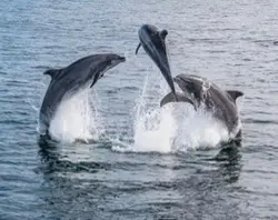 Dolphins