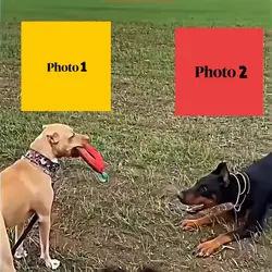 NEW VIRAL TEMPLATE