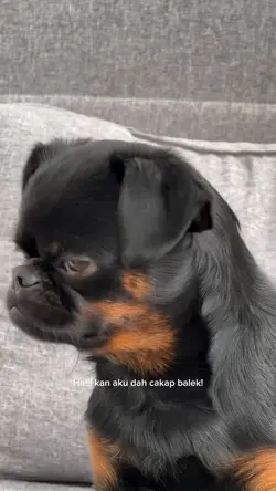 marahin anjing