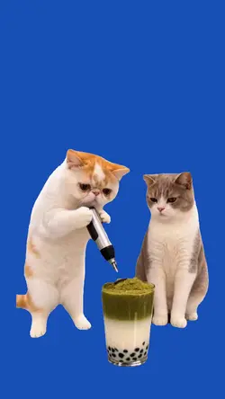 Cat/Gato