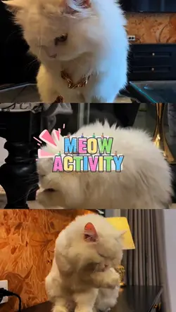 MEOW ACTIVITY