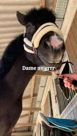 Dame un grr