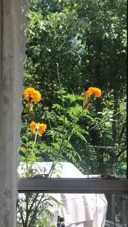 AUGUST DUMP