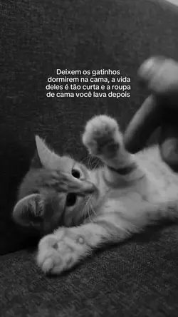 os gatinhos 
