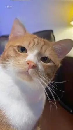 Lipsync pet