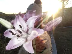 blooming flowers 