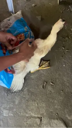 PATO