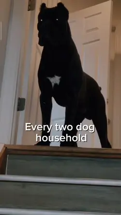 2 Dog Households