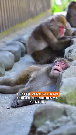 CEO CUKANDIT