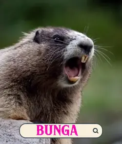 BUNGA