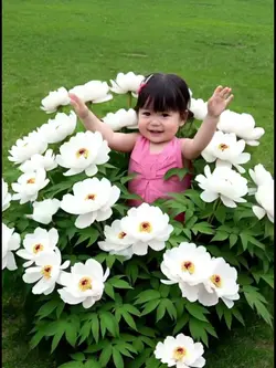 Ai flowers