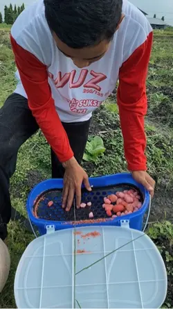 100%indonesia