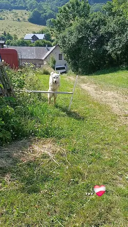 PAS MON CHIEN