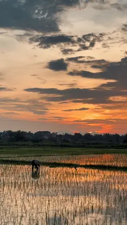 Cảnh đồng quê