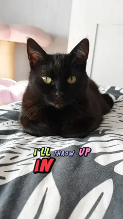 Cats when hungry...