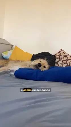 Pet fofo