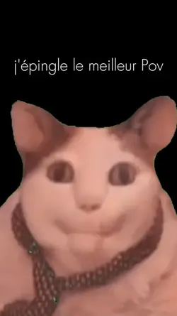 chat drôle 