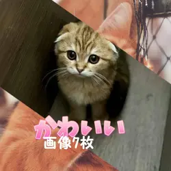 でてくるやつ