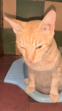 Waaa