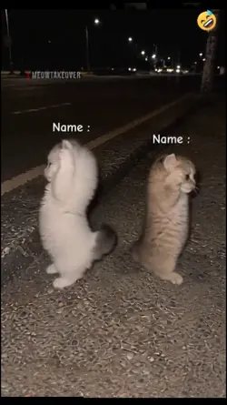 Cute Cat