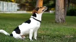 A dog that look lik