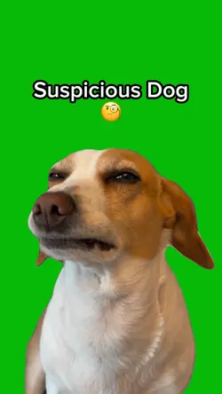 Suspicious Dog 🧐