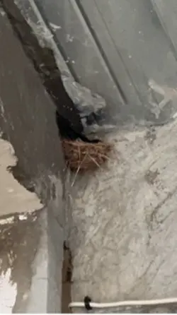 Nesting bird