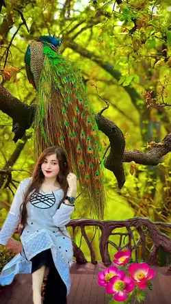 Fine view peacock 