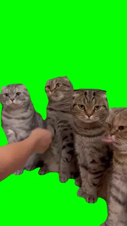 Handshaking cat meme