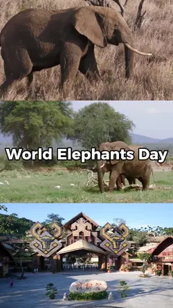 World Elephants Day 