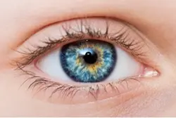 Eye