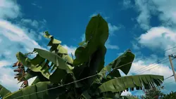 Slowmotion