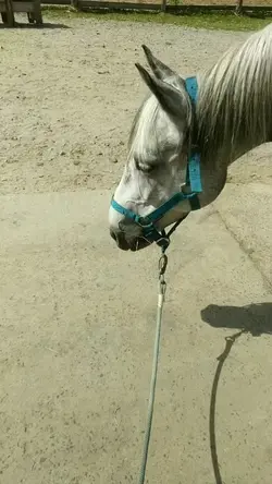 les chevaux <3